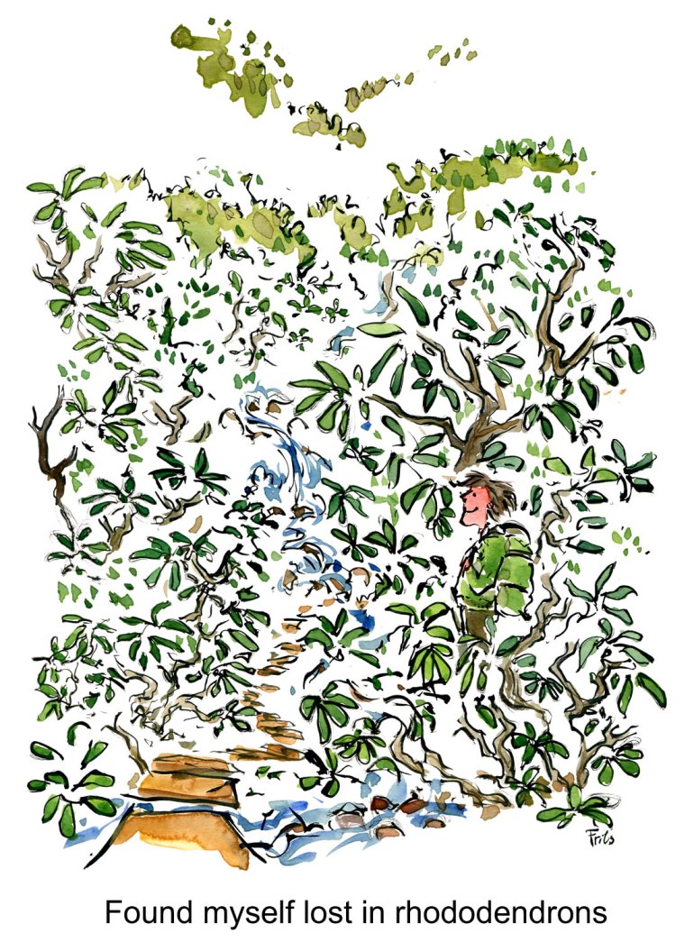 drawing of a man in huge bushes of rhododendrons