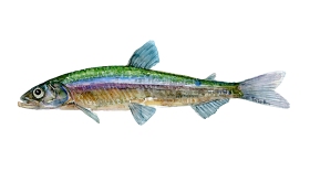 Watercolor of freshwaterfish, by Frits Ahlefeldt - Helting Dansk Ferskvandsfisk