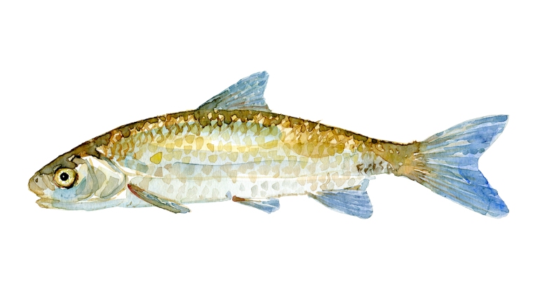 Watercolor of freshwaterfish, by Frits Ahlefeldt - Stroemskalle Dansk Ferskvandsfisk