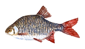 Watercolor of freshwaterfish, by Frits Ahlefeldt - Rudskalle Dansk Ferskvandsfisk