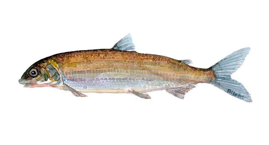 Watercolor of freshwaterfish, by Frits Ahlefeldt - Dansk Ferskvandsfisk