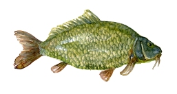 Watercolor of freshwaterfish, by Frits Ahlefeldt - Karpe Dansk Ferskvandsfisk