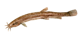 Watercolor of freshwaterfish, by Frits Ahlefeldt - Dynsmerling Dansk Ferskvandsfisk