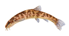 Watercolor of freshwaterfish, by Frits Ahlefeldt - Smerling Dansk Ferskvandsfisk