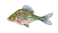 Watercolor of freshwaterfish, by Frits Ahlefeldt - Bitterling Dansk Ferskvandsfisk