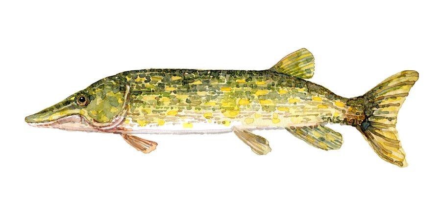 Watercolor of freshwaterfish, by Frits Ahlefeldt - Gedde Dansk Ferskvandsfisk