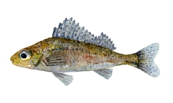 Watercolor of freshwaterfish, by Frits Ahlefeldt - Hork Dansk Ferskvandsfisk