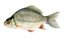 Watercolor of freshwaterfish, by Frits Ahlefeldt - Karusse Dansk Ferskvandsfisk