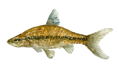 Watercolor of freshwaterfish, by Frits Ahlefeldt - baandgrundling Dansk Ferskvandsfisk