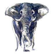 huge elephant front view watercolor by Frits Ahlefeldt