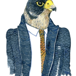 Watercolor of a Peregrine Falcon in a dark suit, painting by Frits Ahlefeldt