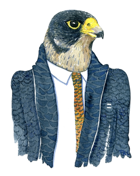 Watercolor of a Peregrine Falcon in a dark suit, painting by Frits Ahlefeldt